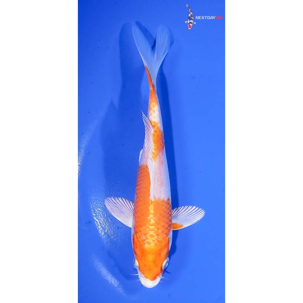 6.5” Imported Hariwake