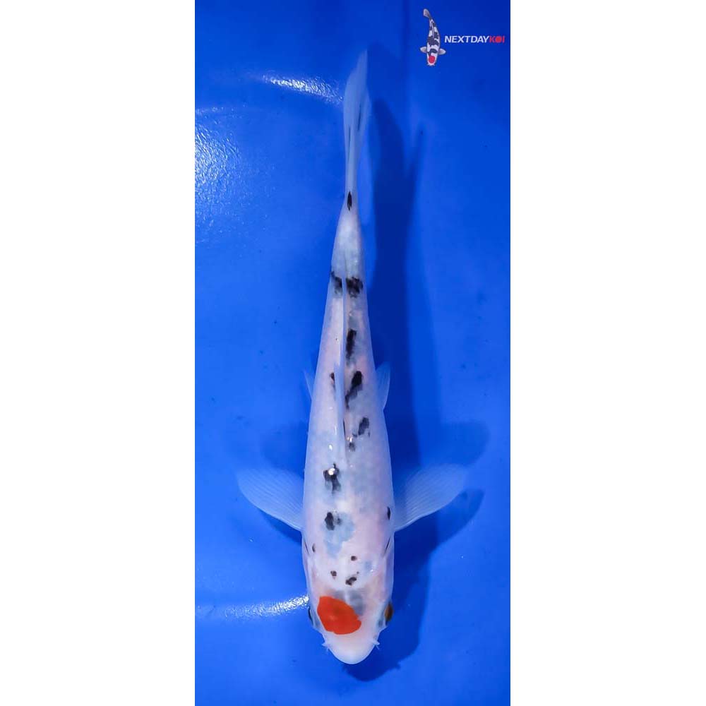 6.5” Imported Sanke