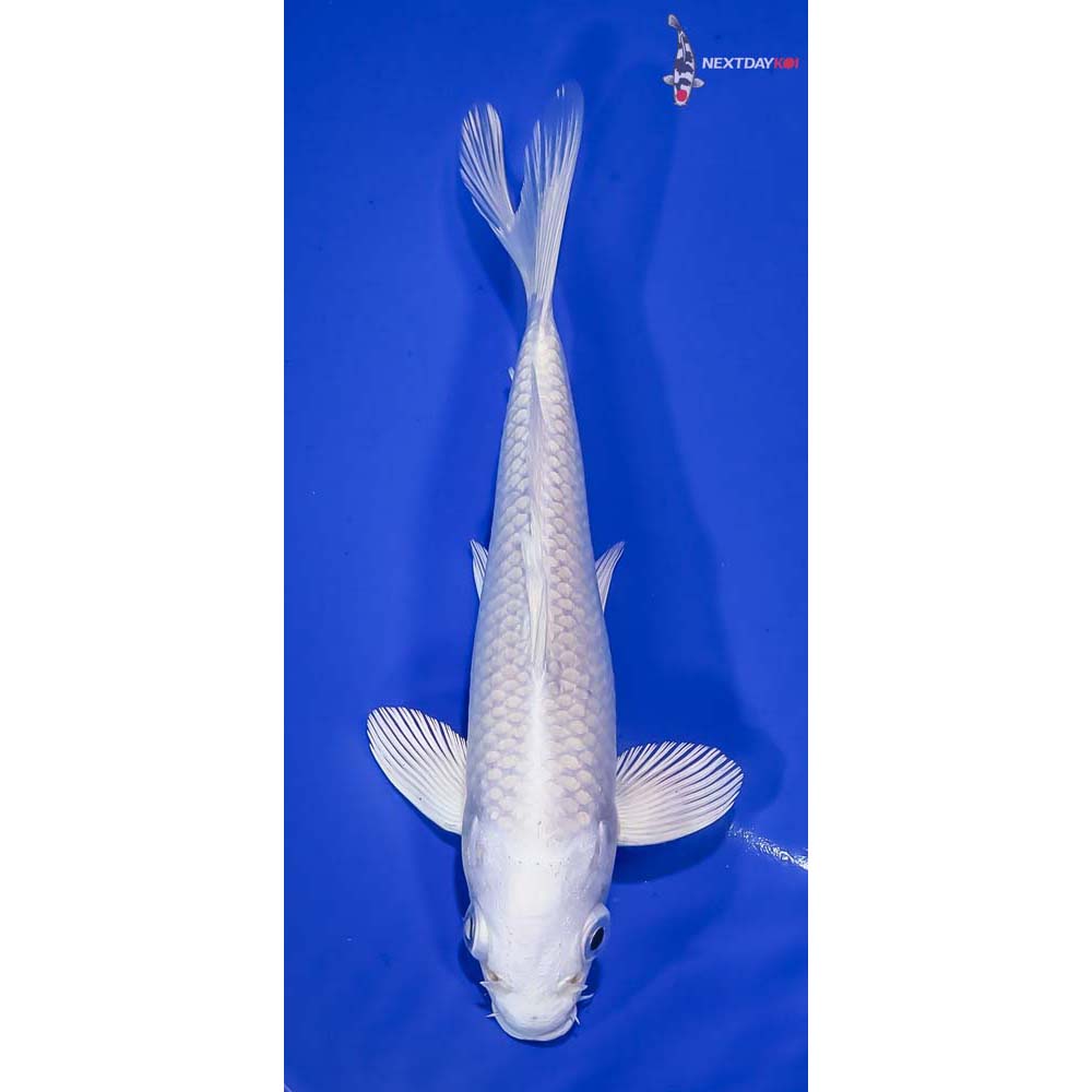 6.5” Imported Platinum Ogon