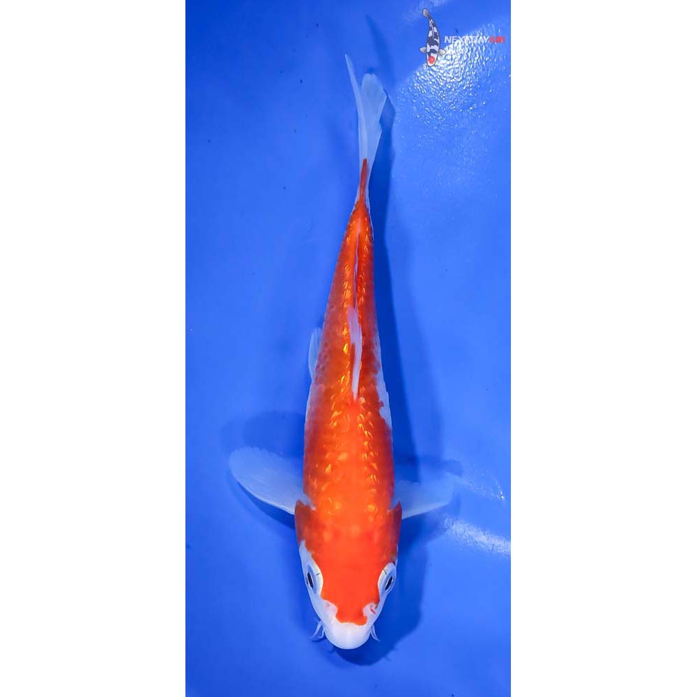 6” Imported Gin Rin Hariwake