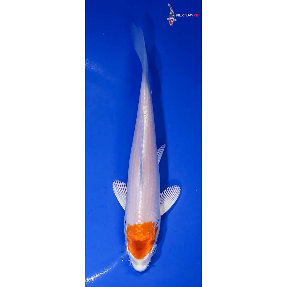 6.5” Imported Hariwake