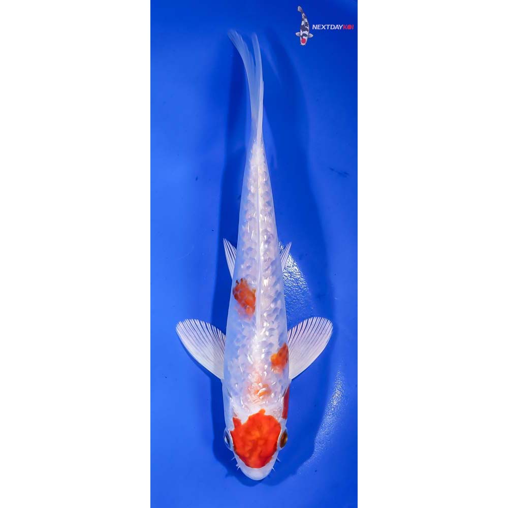 7” Imported Gin Rin Hariwake