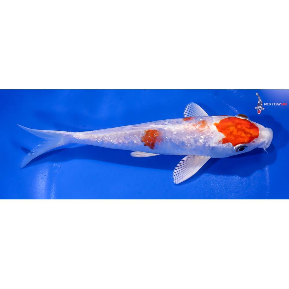 7” Imported Gin Rin Hariwake