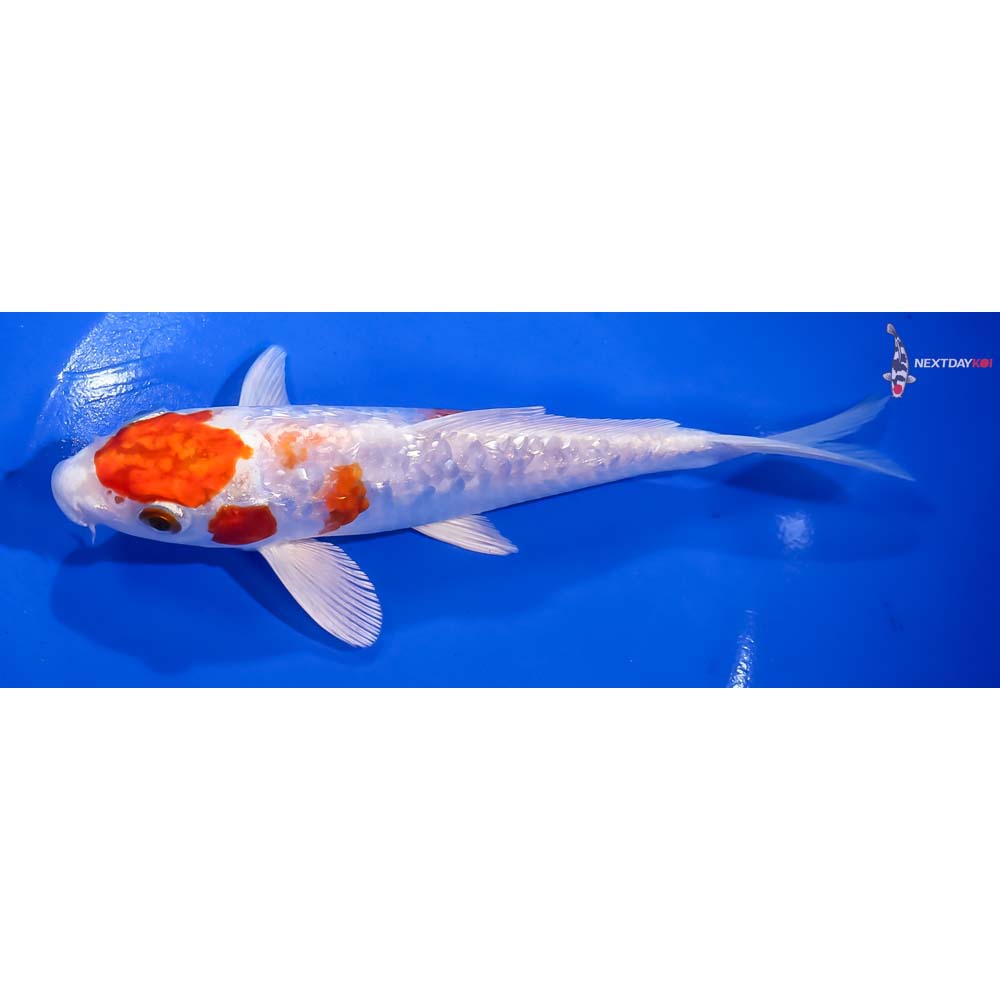 7” Imported Gin Rin Hariwake