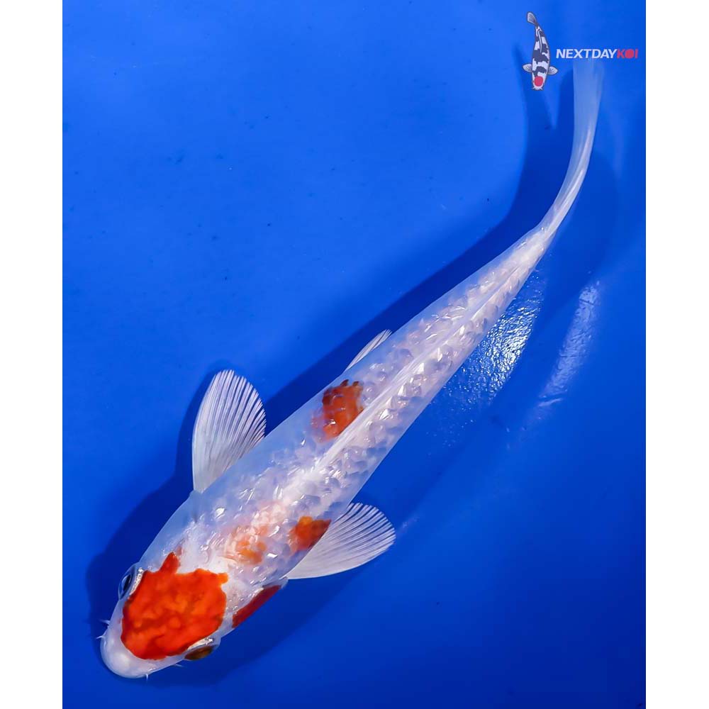 7” Imported Gin Rin Hariwake