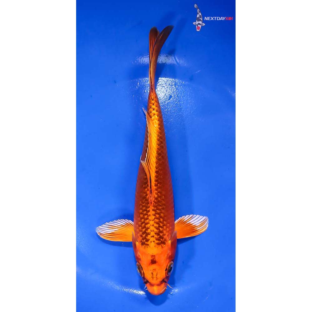 7” Imported Orenji Matsuba