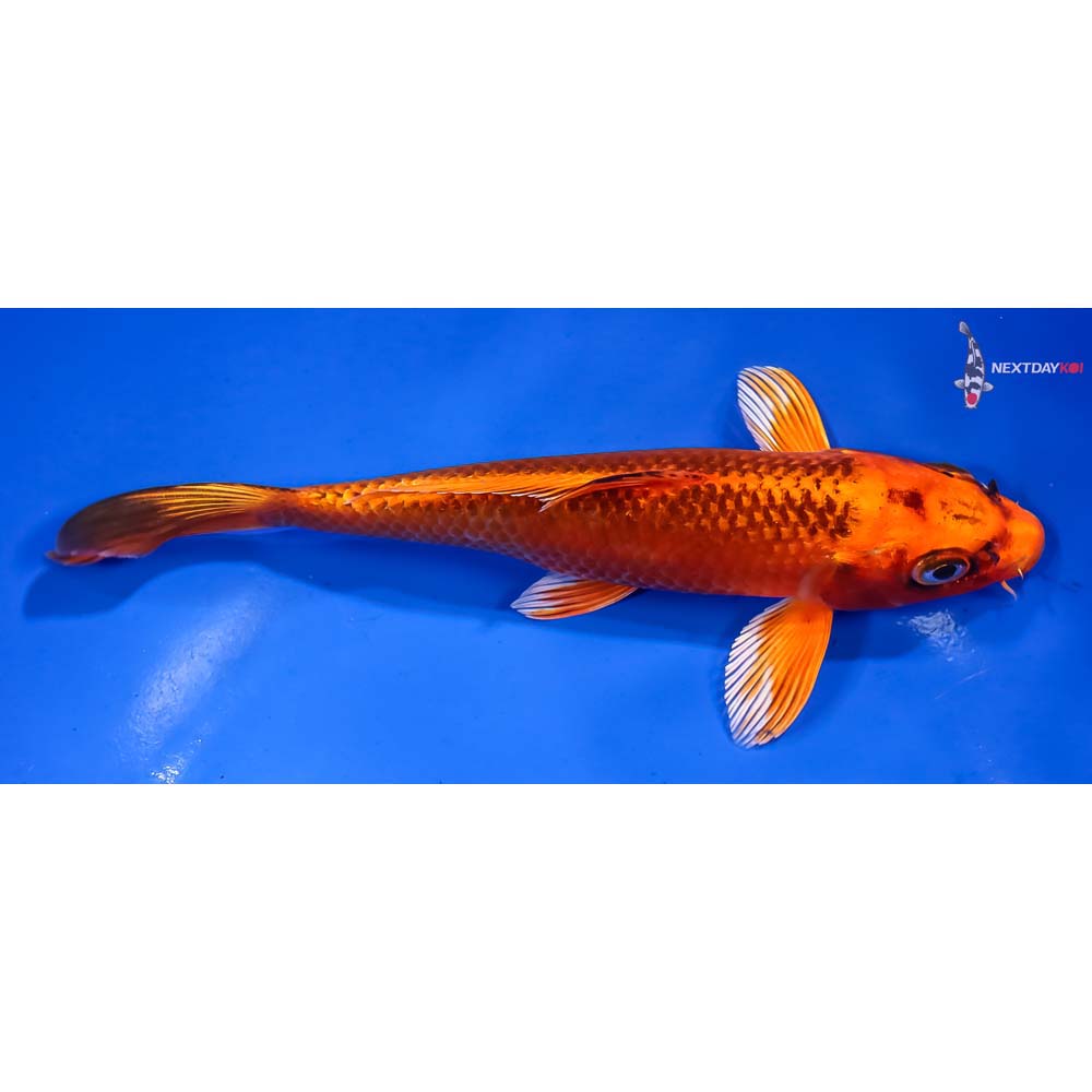 7” Imported Orenji Matsuba