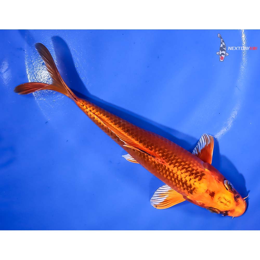 7” Imported Orenji Matsuba