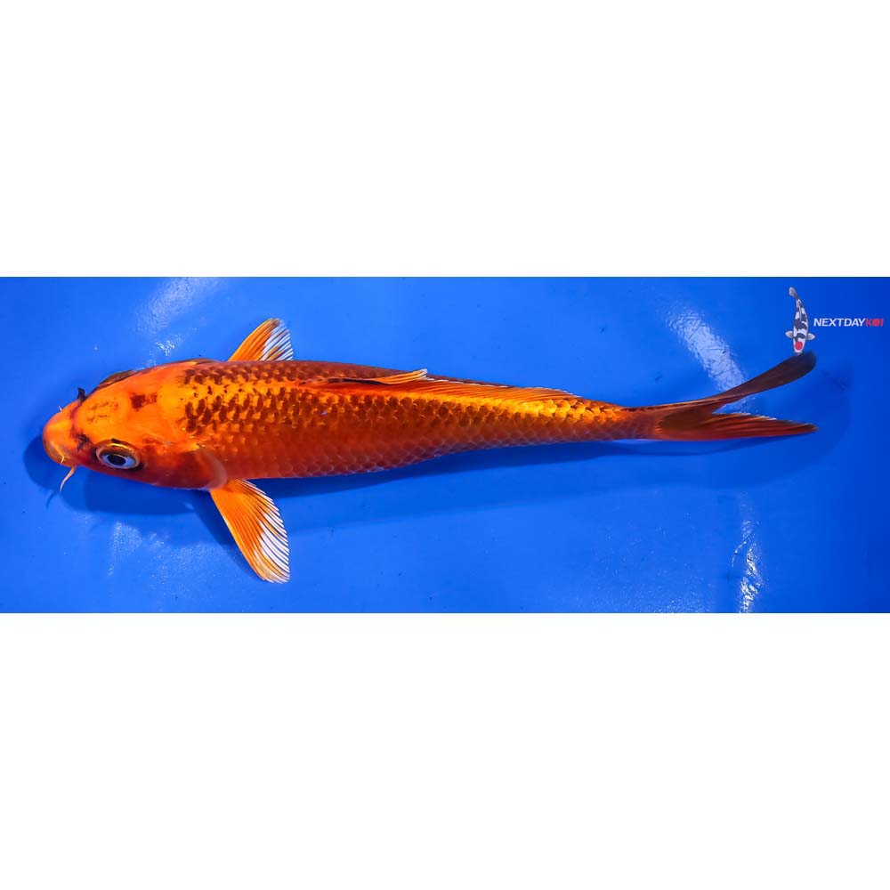 7” Imported Orenji Matsuba