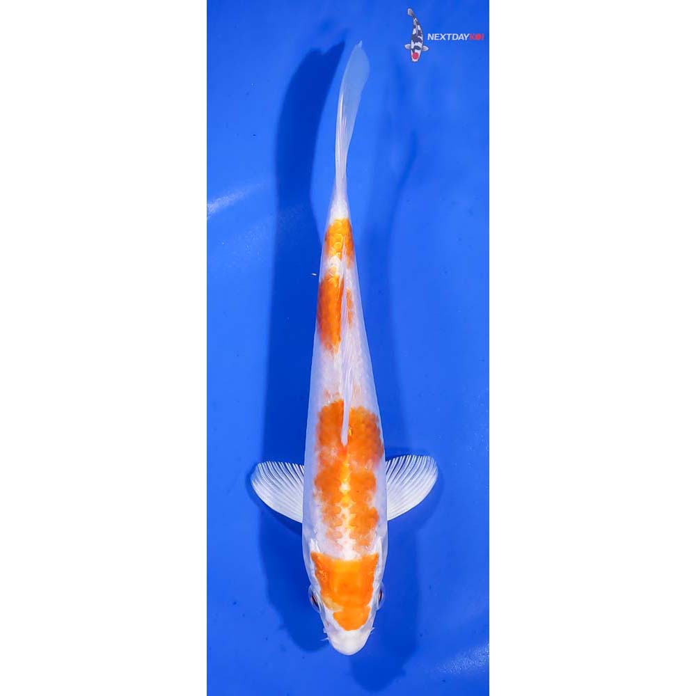 7” Imported Hariwake