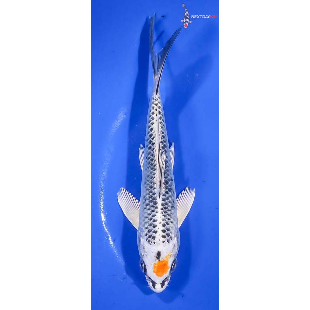 7” Imported Kujaku