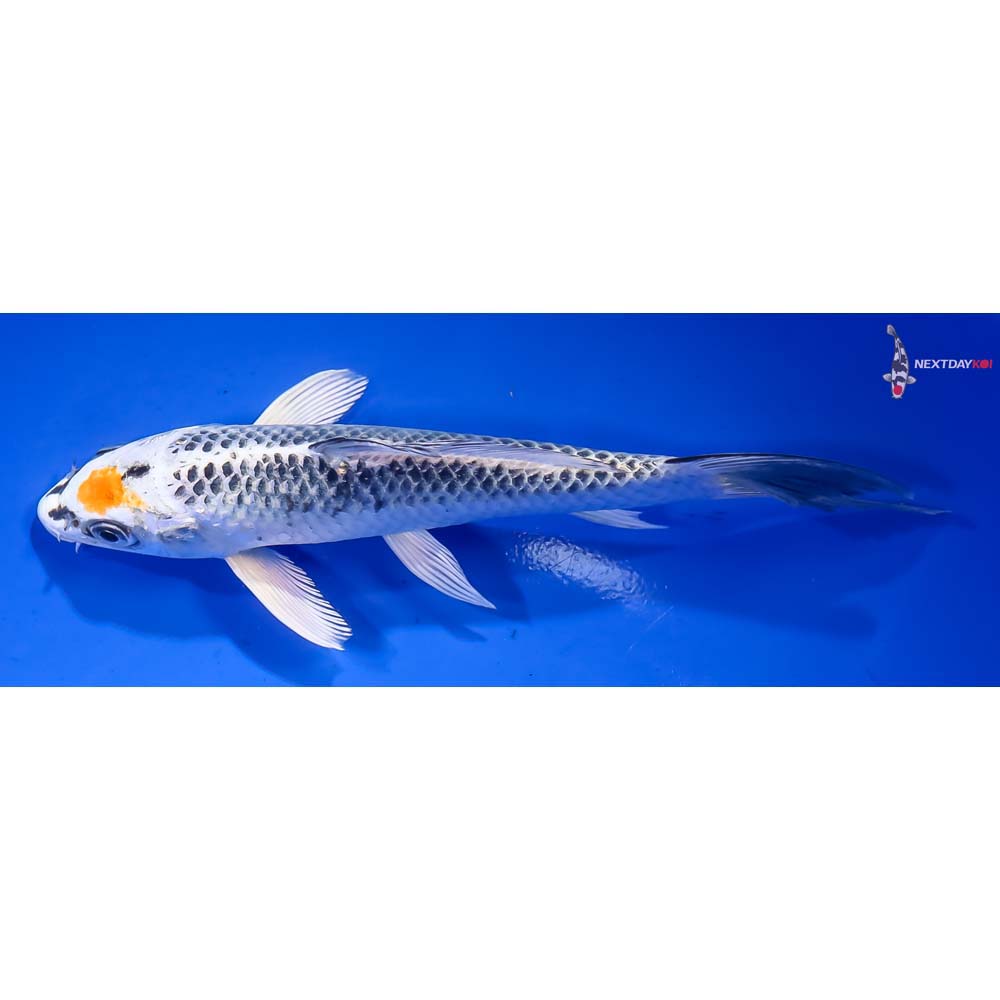 7” Imported Kujaku