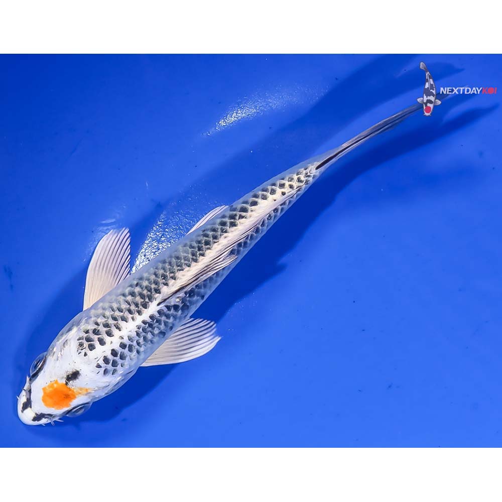 7” Imported Kujaku