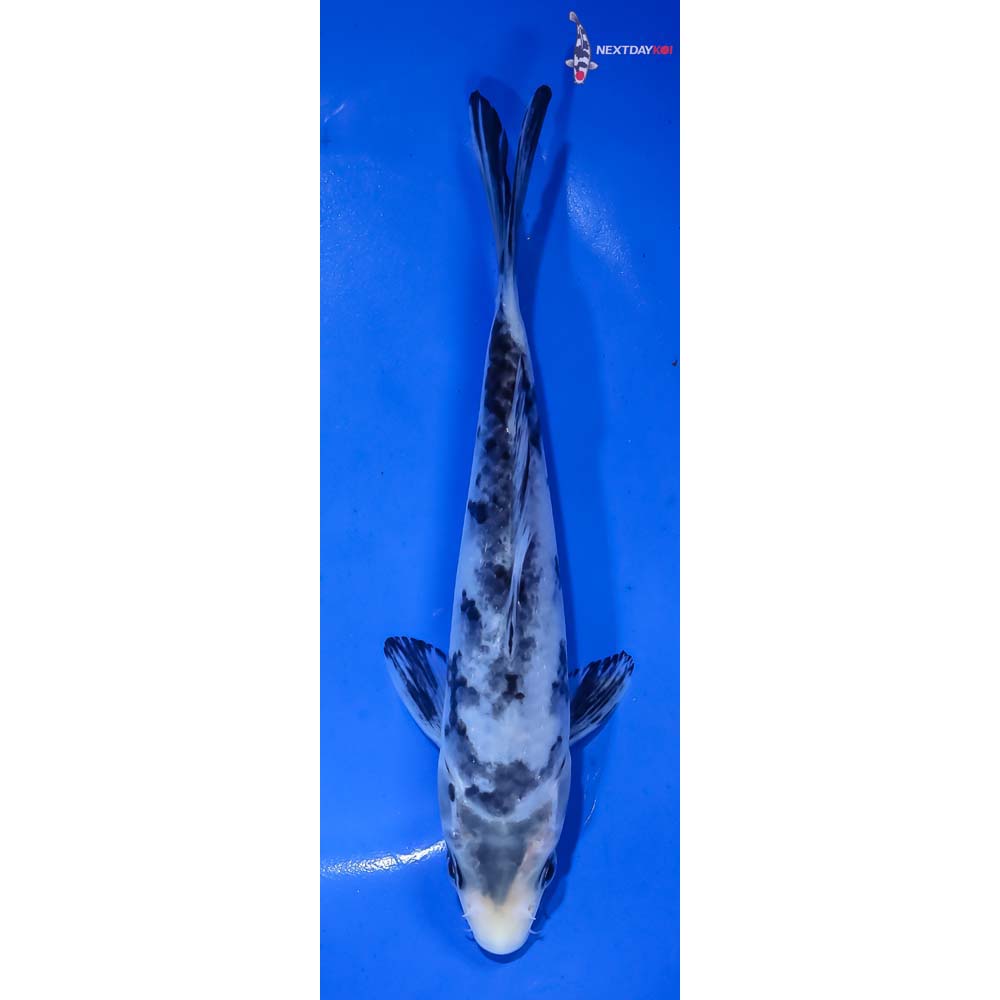 7” Imported Matsukawabakke