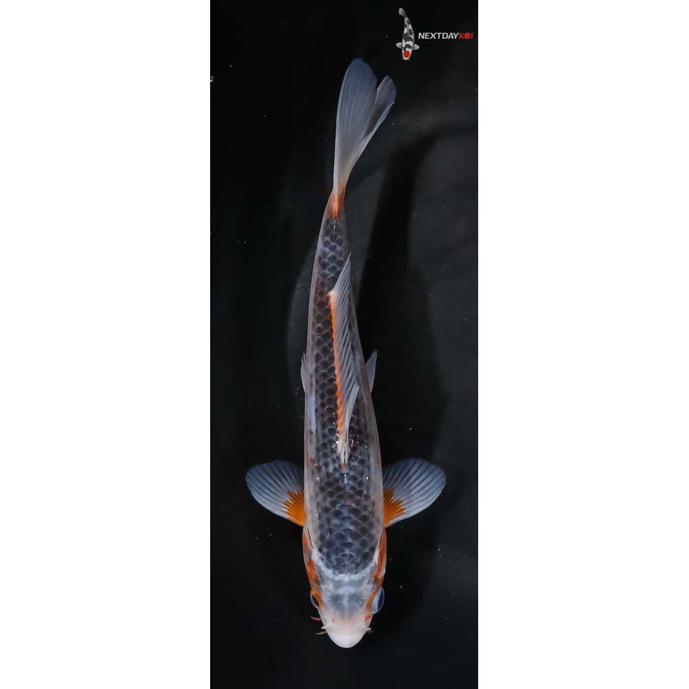 7.5” Imported Asagi