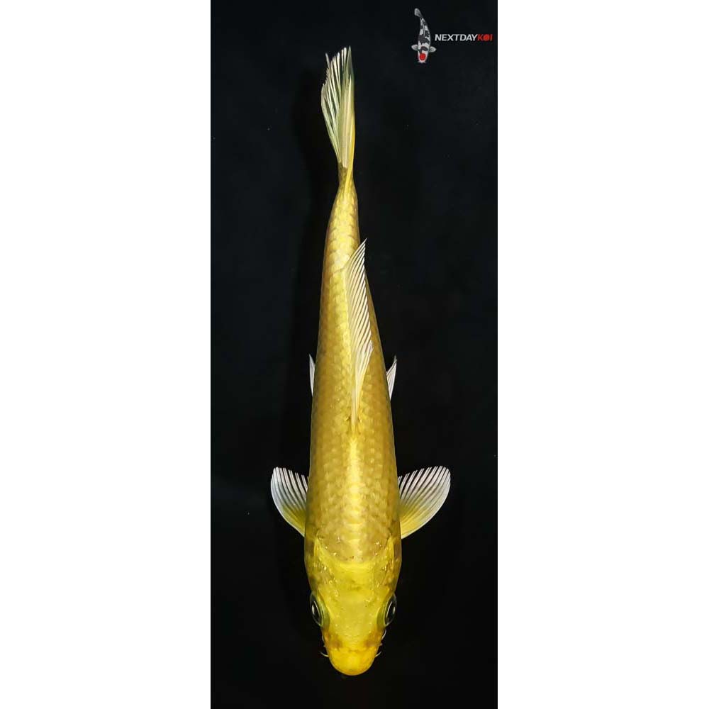 6” Imported Yamabuki Ogon