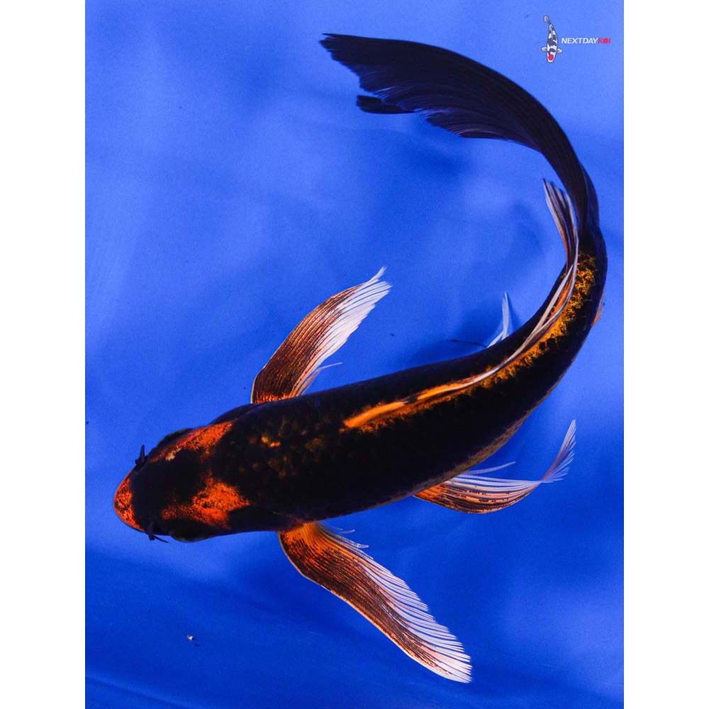 8” Imported Orenji Matsuba Butterfly Koi