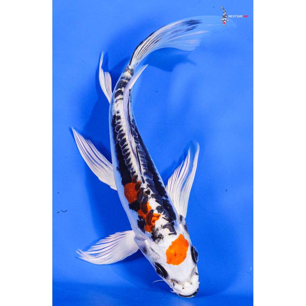 7” Imported Kin Kikokuryu Butterfly Koi