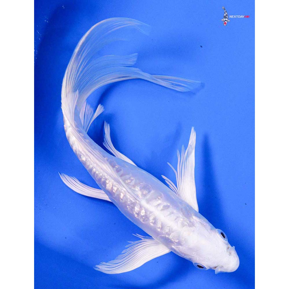 8” Imported Doitsu Gin Rin Platinum Ogon Butterfly Koi