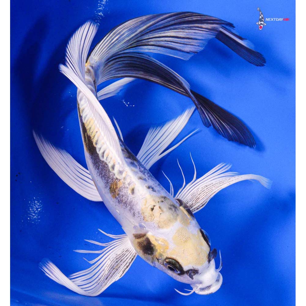 9” Imported Kin Kikokuryu Butterfly Koi