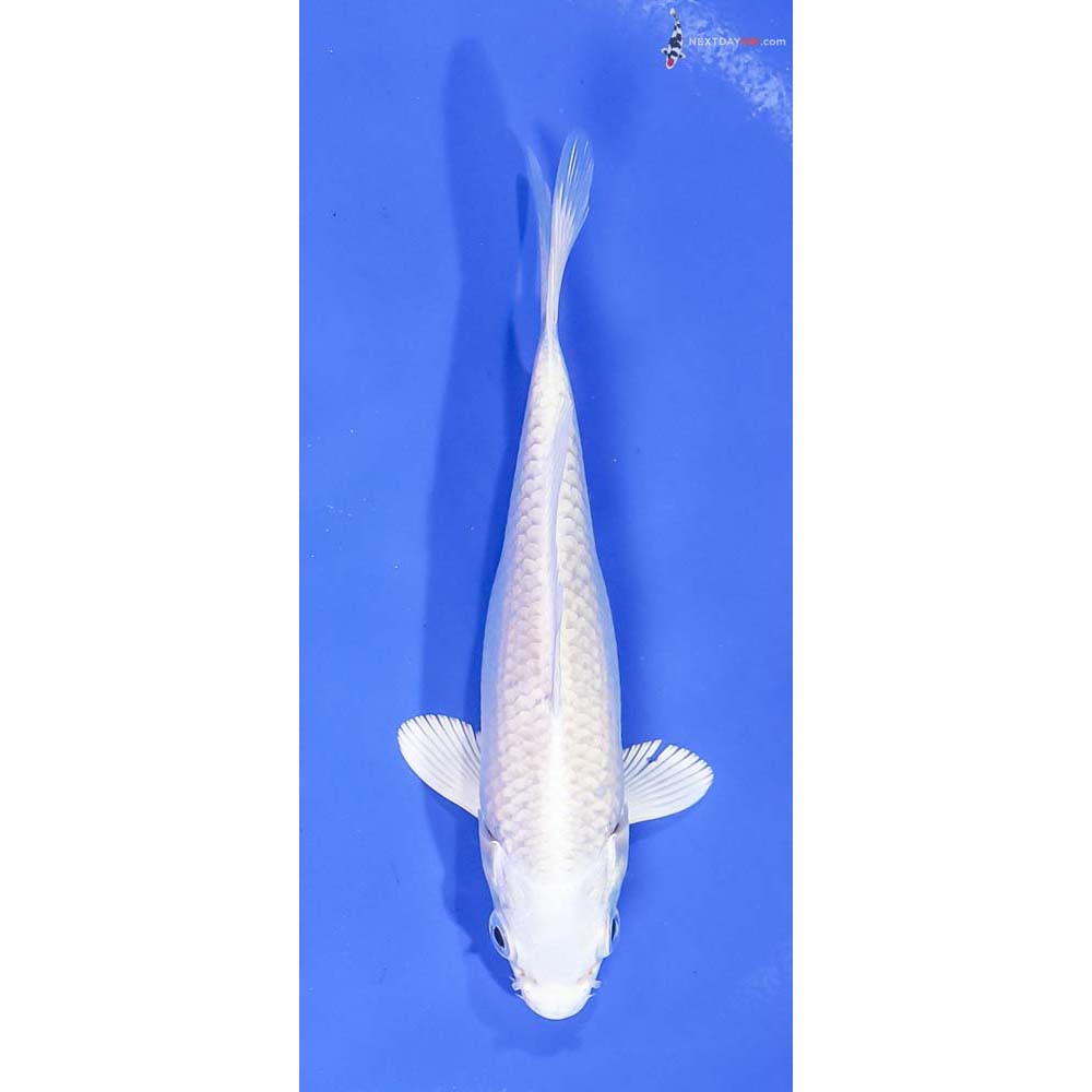 5.5” Imported Platinum Ogon