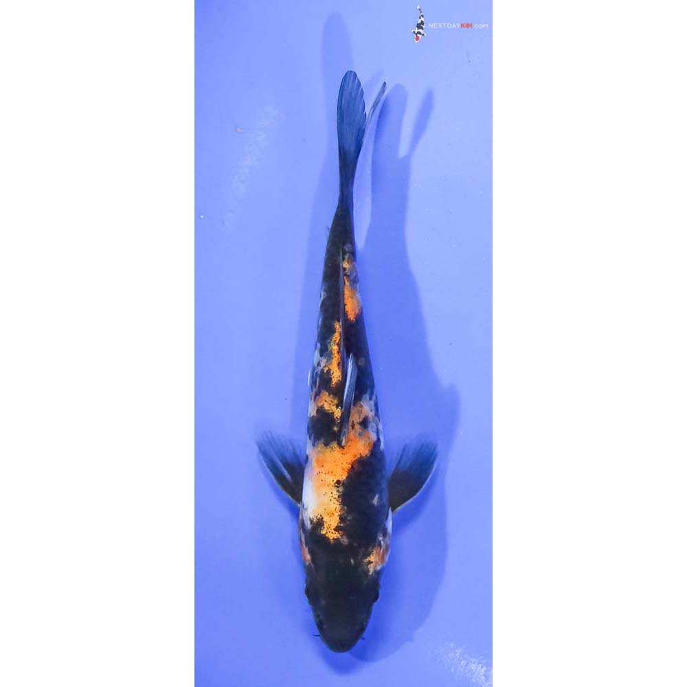 5” Imported Hi Showa