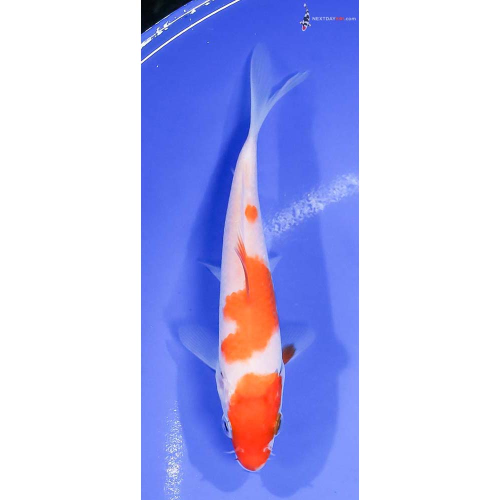 5.5” Imported Kohaku