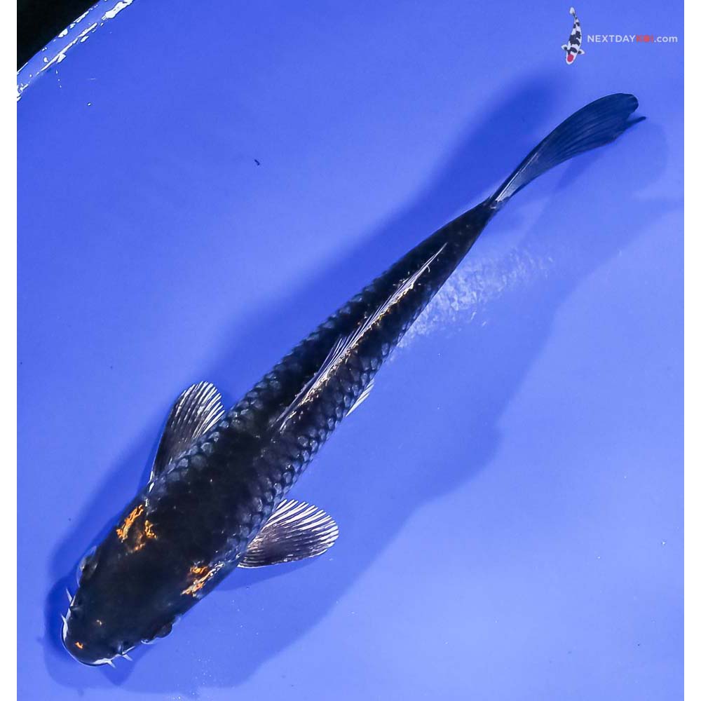 5.5” Imported Kujaku