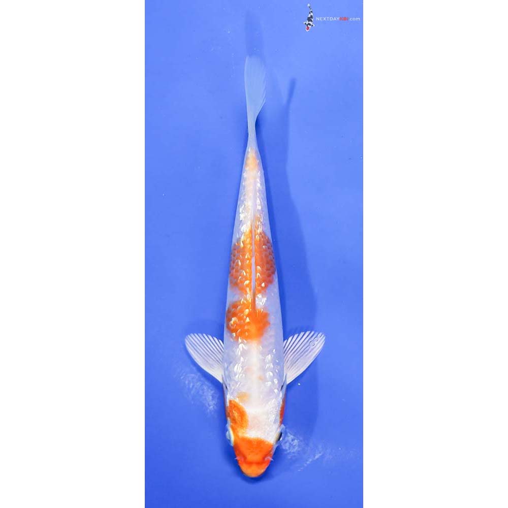 5.5” Imported Gin Rin Hariwake