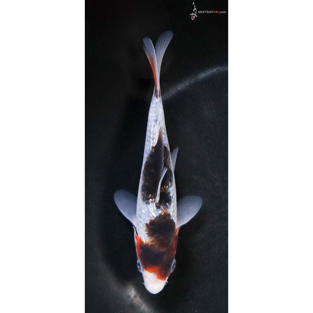 5.5” Imported Gin Rin Goromo