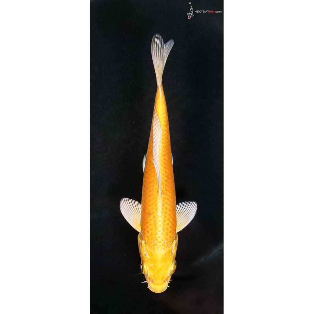 5.5” Imported Yamabuki Ogon