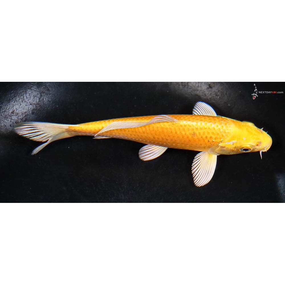 5.5” Imported Yamabuki Ogon