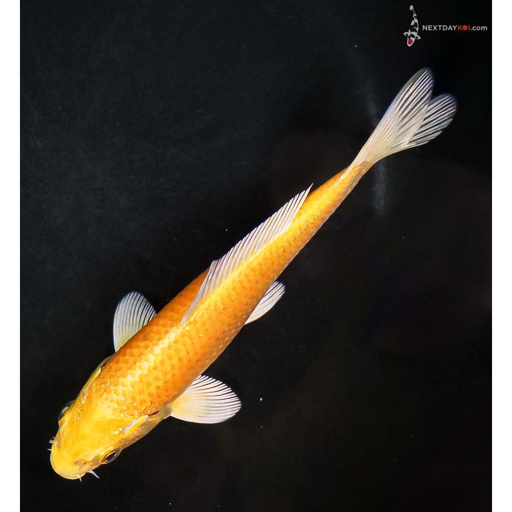 5.5” Imported Yamabuki Ogon