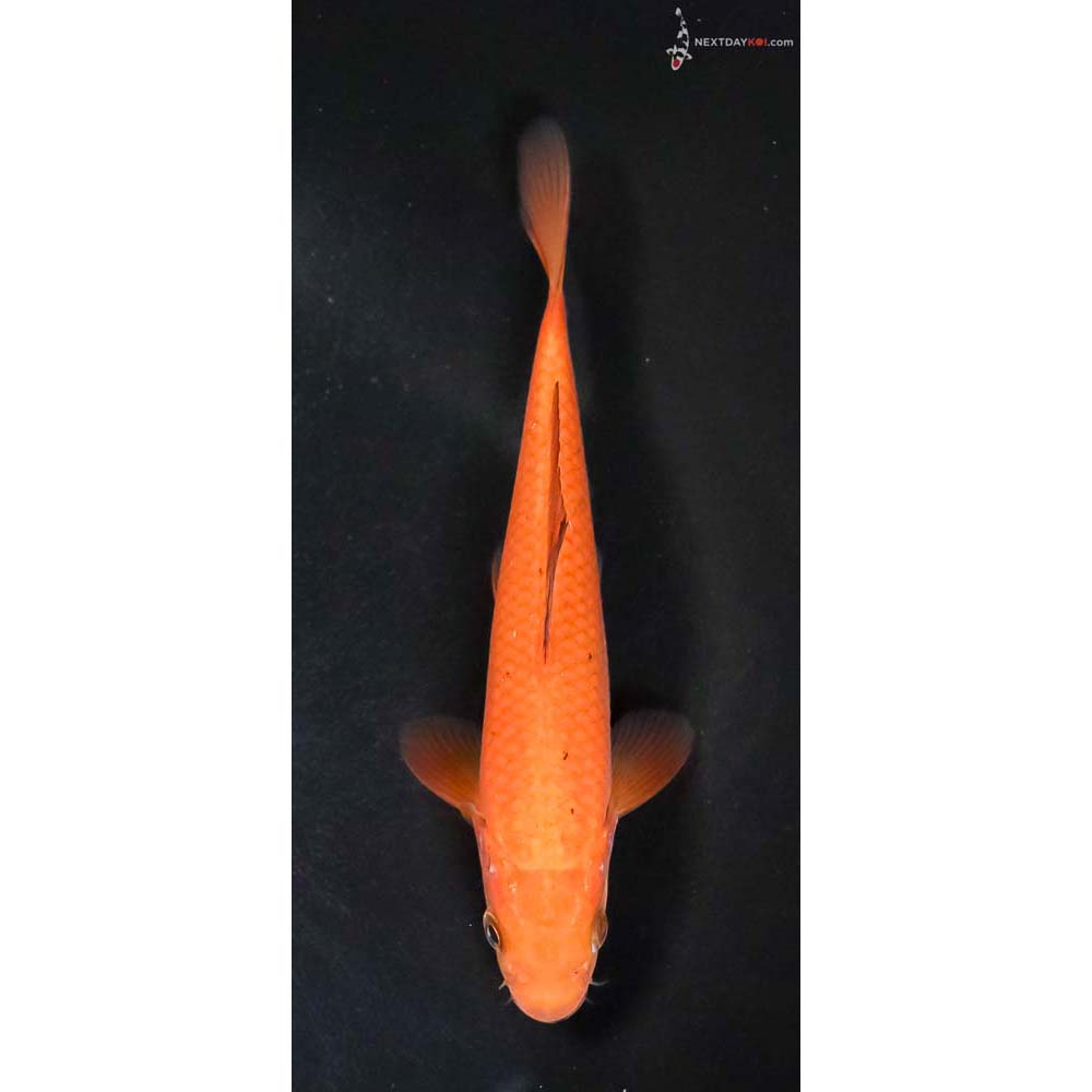 6” Imported Chagoi