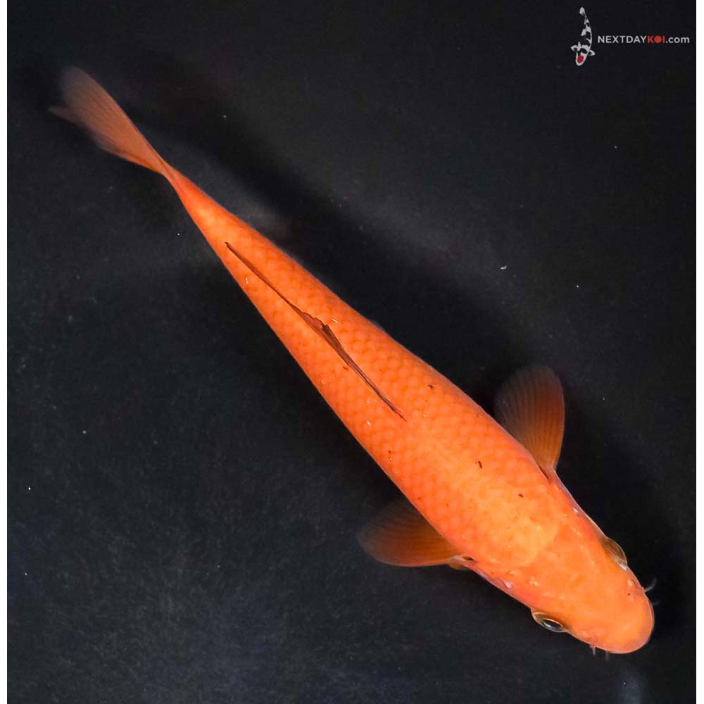 6” Imported Chagoi