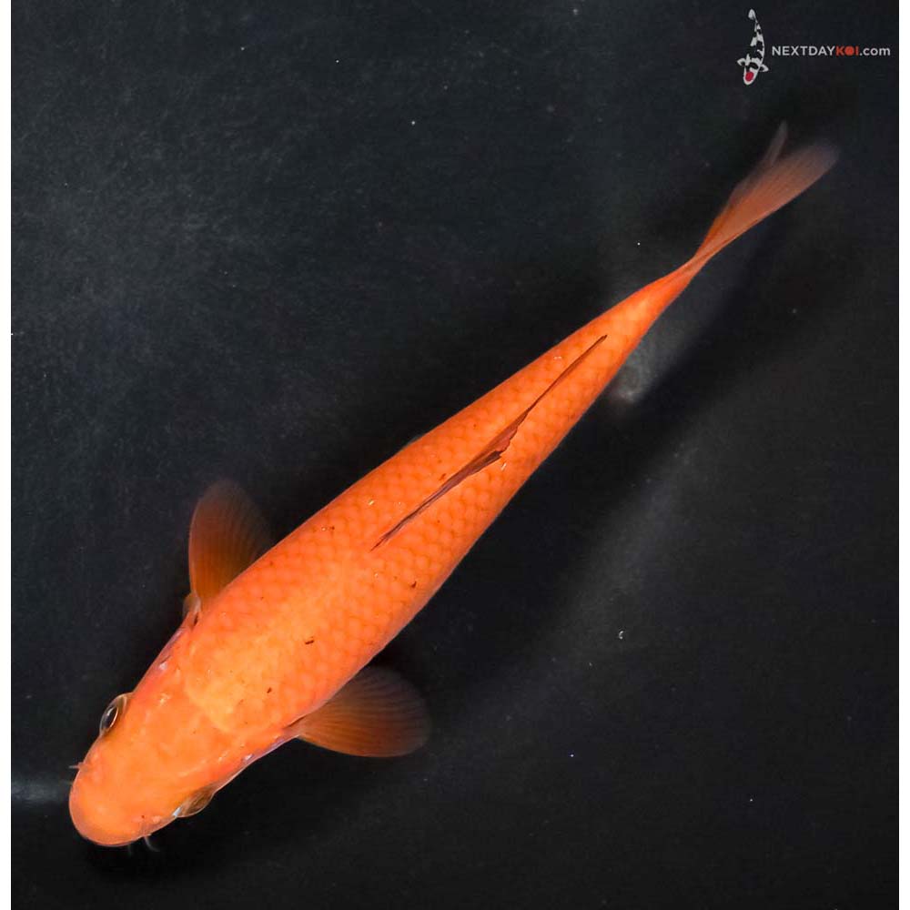 6” Imported Chagoi