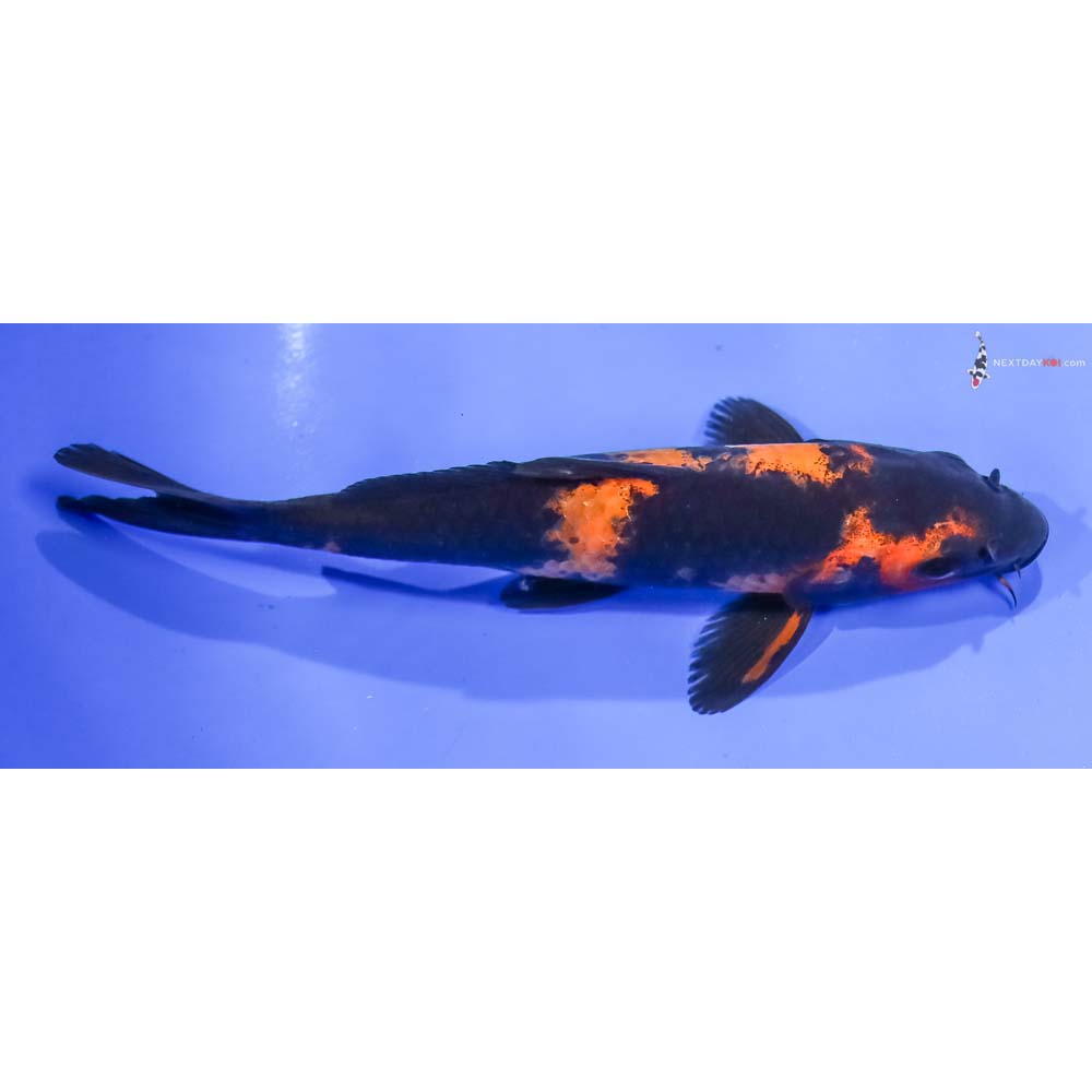 6” Imported Hi Utsuri