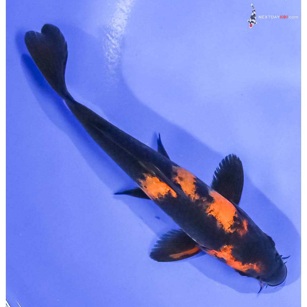 6” Imported Hi Utsuri