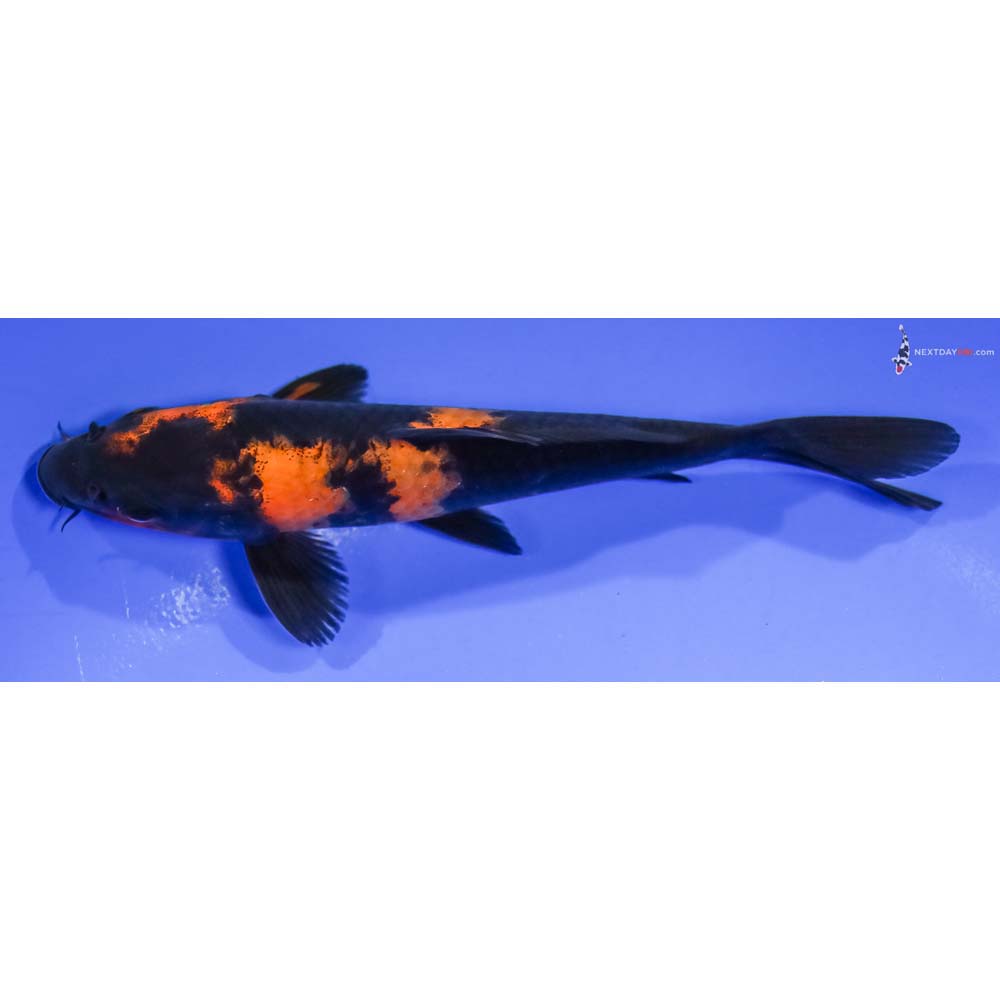 6” Imported Hi Utsuri