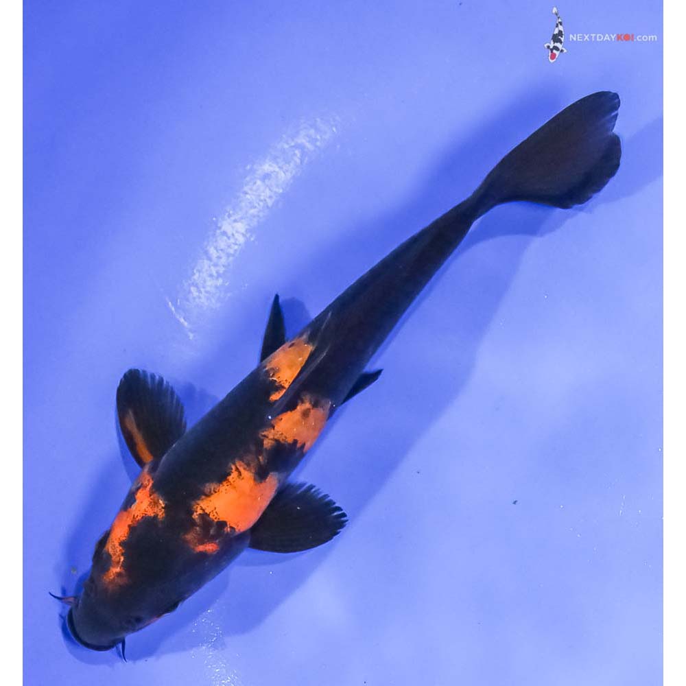 6” Imported Hi Utsuri