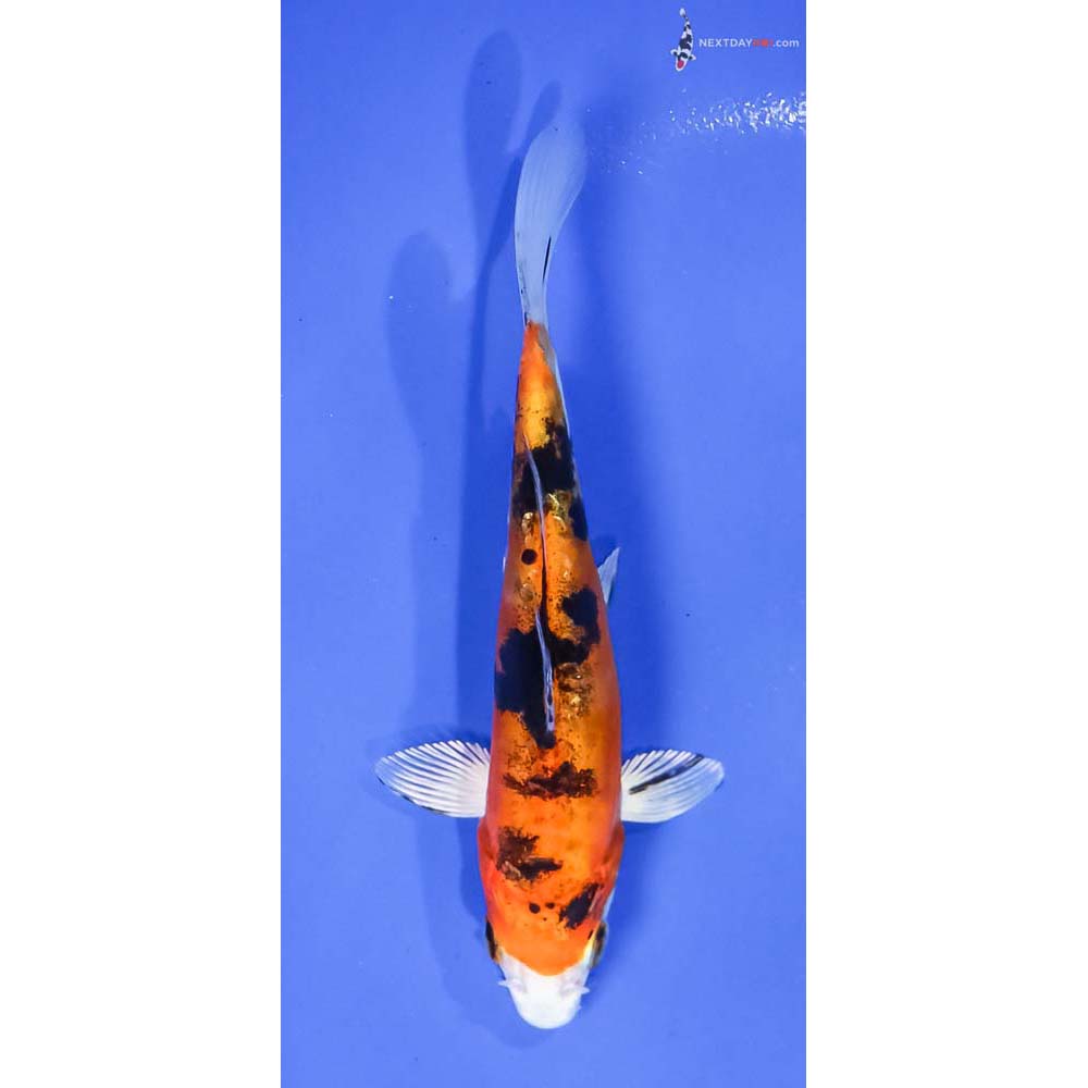 5.5” Imported Heisei Nishiki