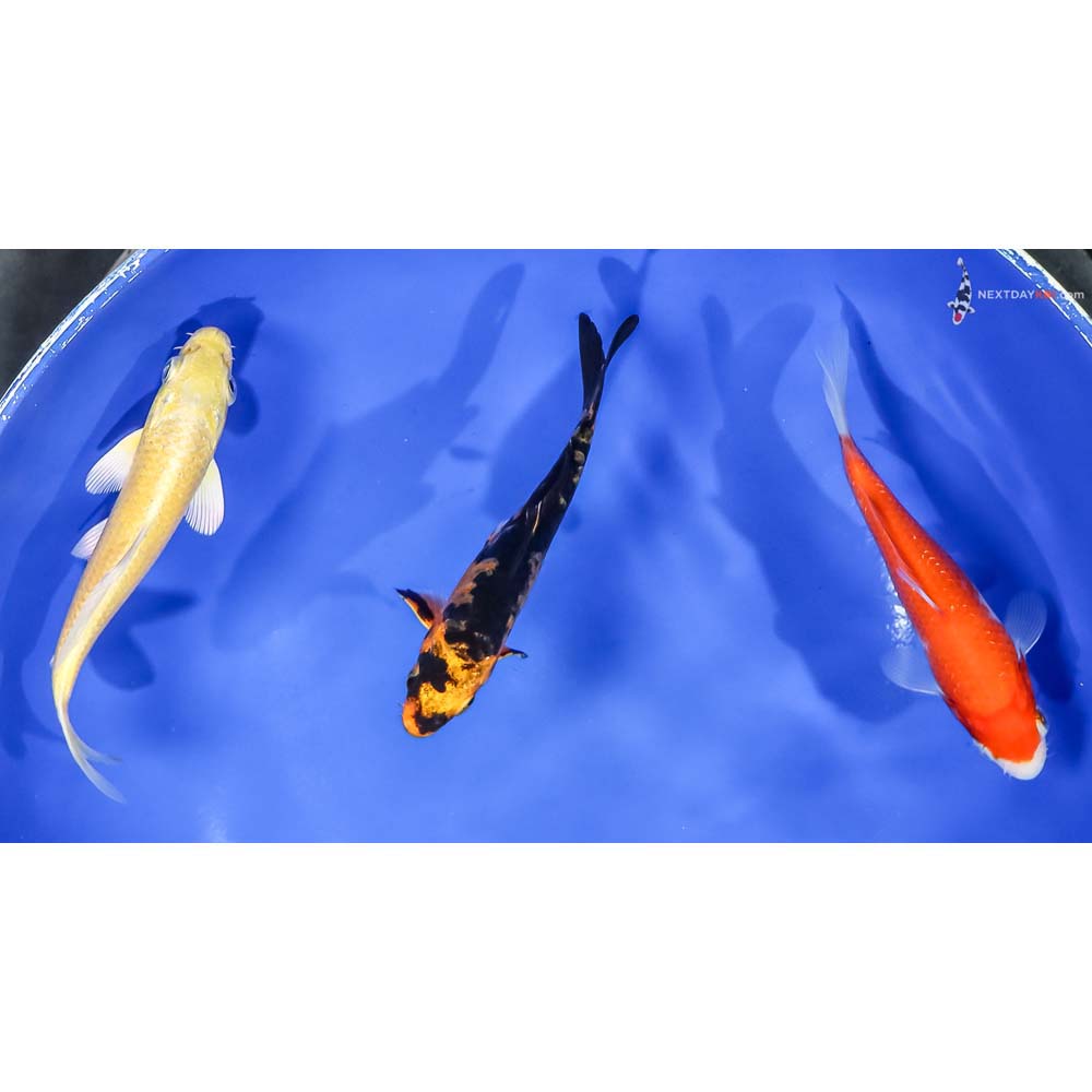 Lot of (3) 4-5” Imported Assorted Koi
