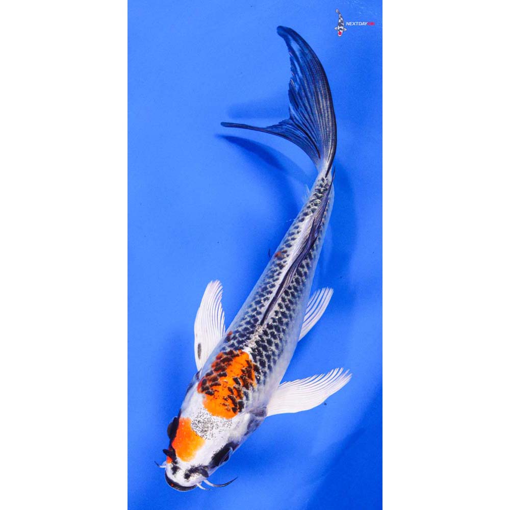 7” Imported Kujaku Butterfly Koi