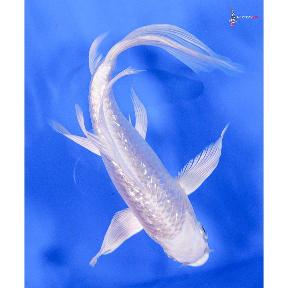 7” Imported Gin Rin Platinum Ogon Butterfly Koi