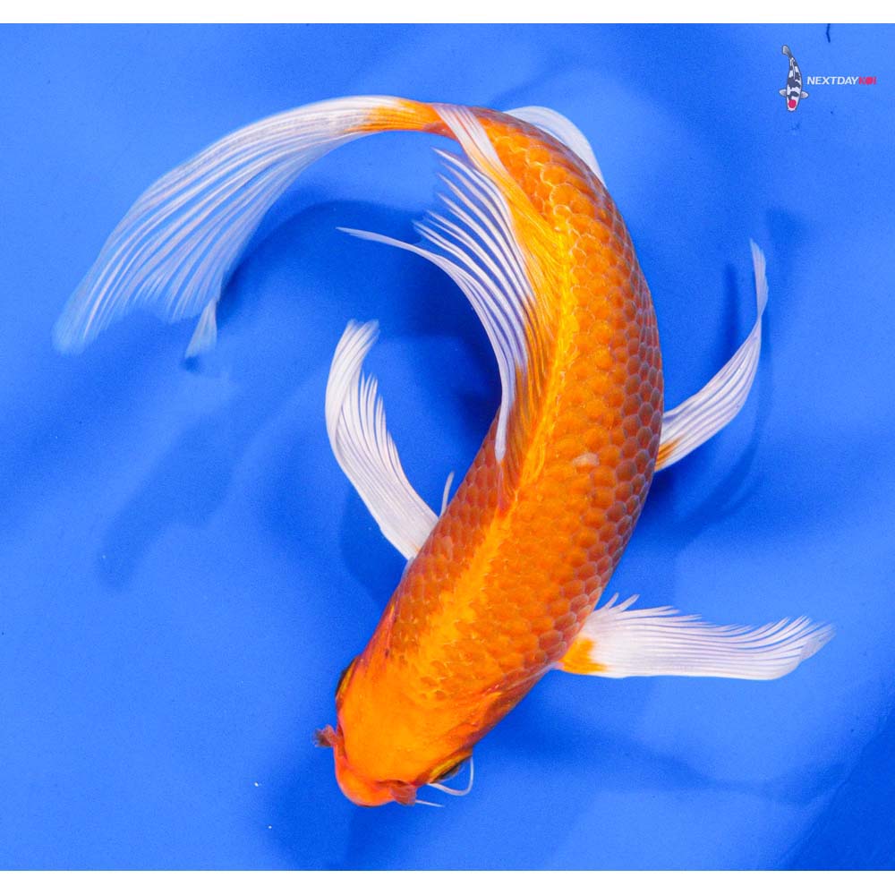 7” Imported Orenji Ogon Butterfly Koi