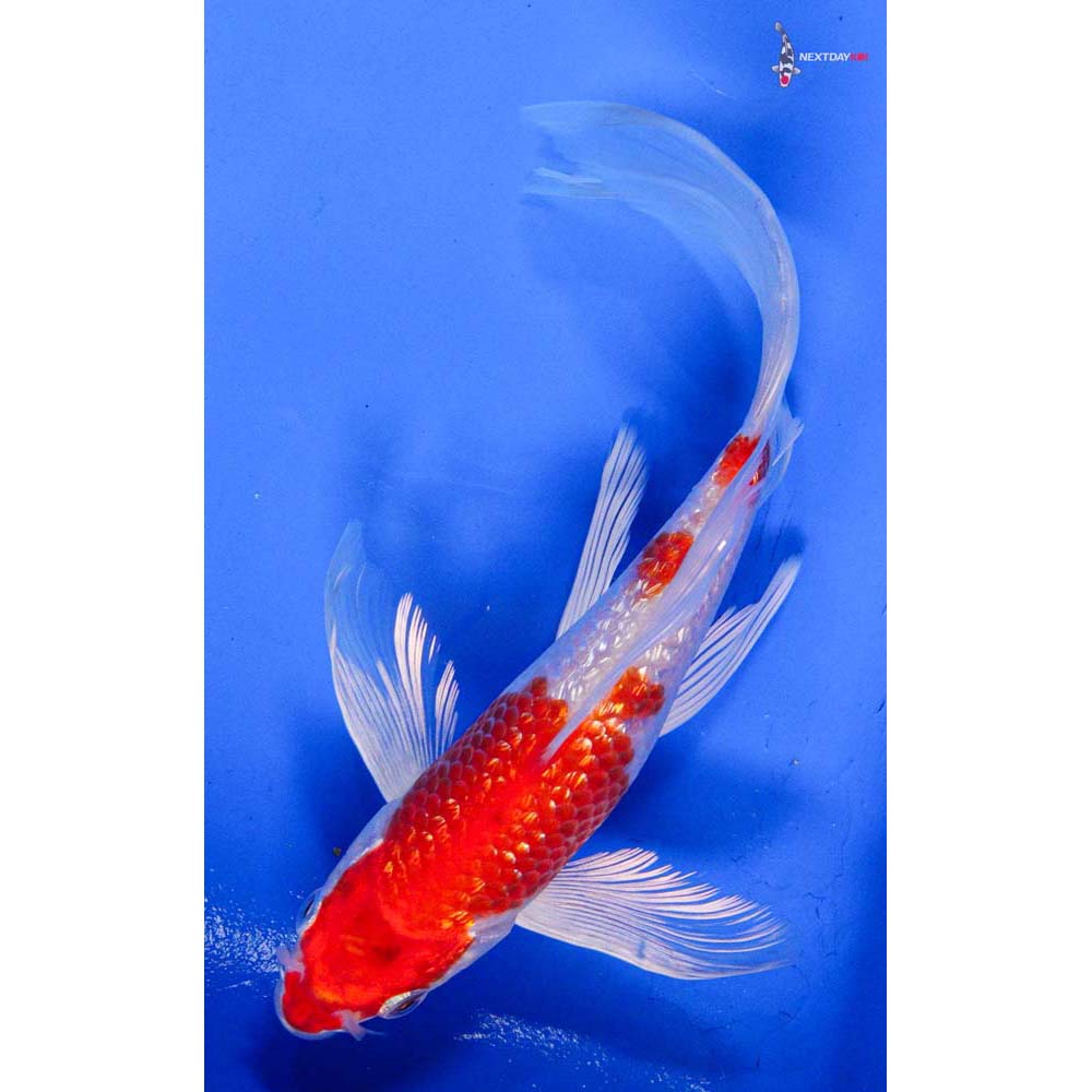 7” Imported Gin Rin Hariwake Butterfly Koi