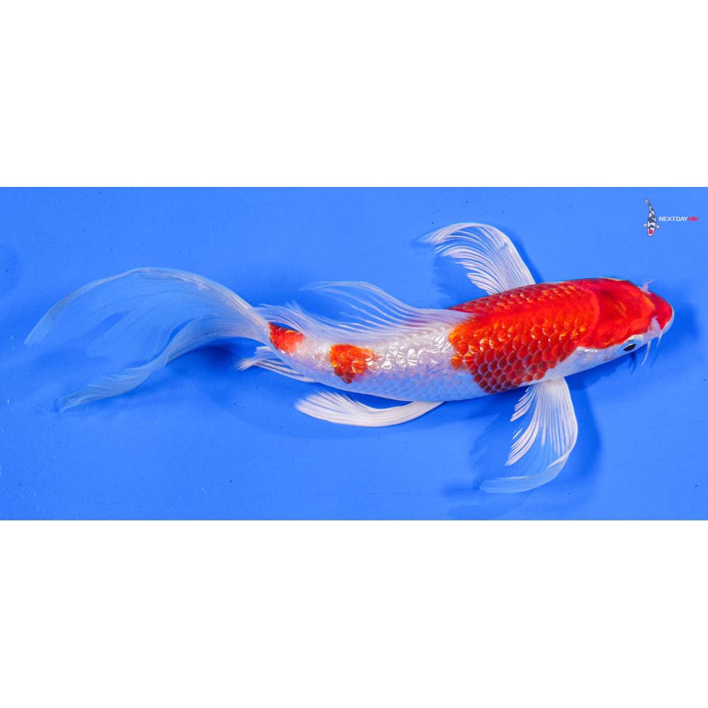 7” Imported Gin Rin Hariwake Butterfly Koi