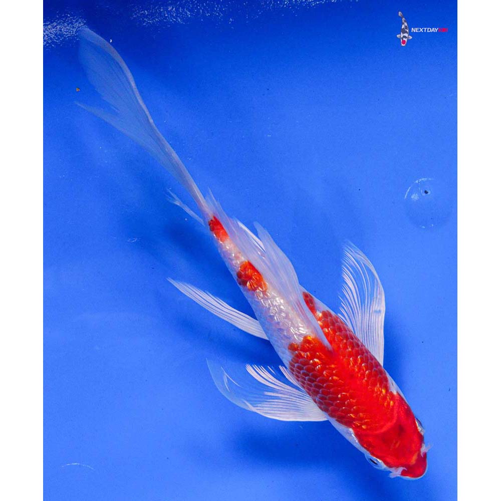 7” Imported Gin Rin Hariwake Butterfly Koi