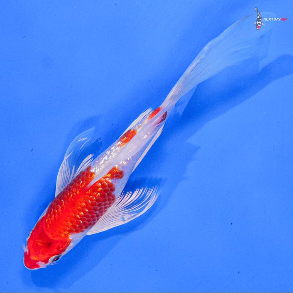 7” Imported Gin Rin Hariwake Butterfly Koi
