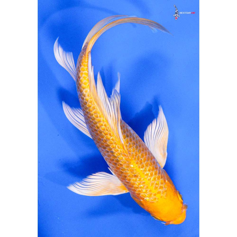 7” Imported Gin Rin Yamabuki Ogon Butterfly Koi